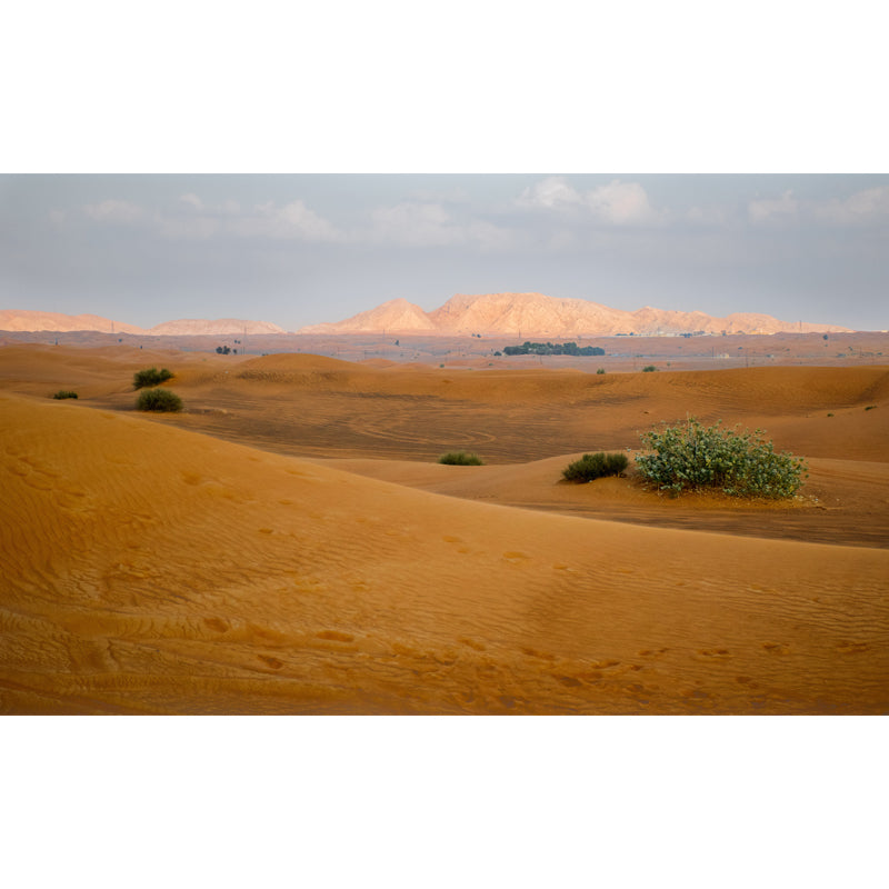 Desert Wildland Mural Wallpaper in Yellow Modernism Wall Art for Home, Made to Measure