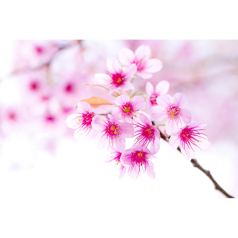 Pink Contemporary Wall Mural Extra Large Flower Print Wall Covering for Interior Wall