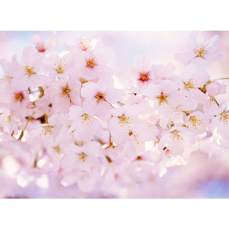 Pink Cherry Petal Mural Wallpaper Flower Contemporary Stain Resistant Wall Decor