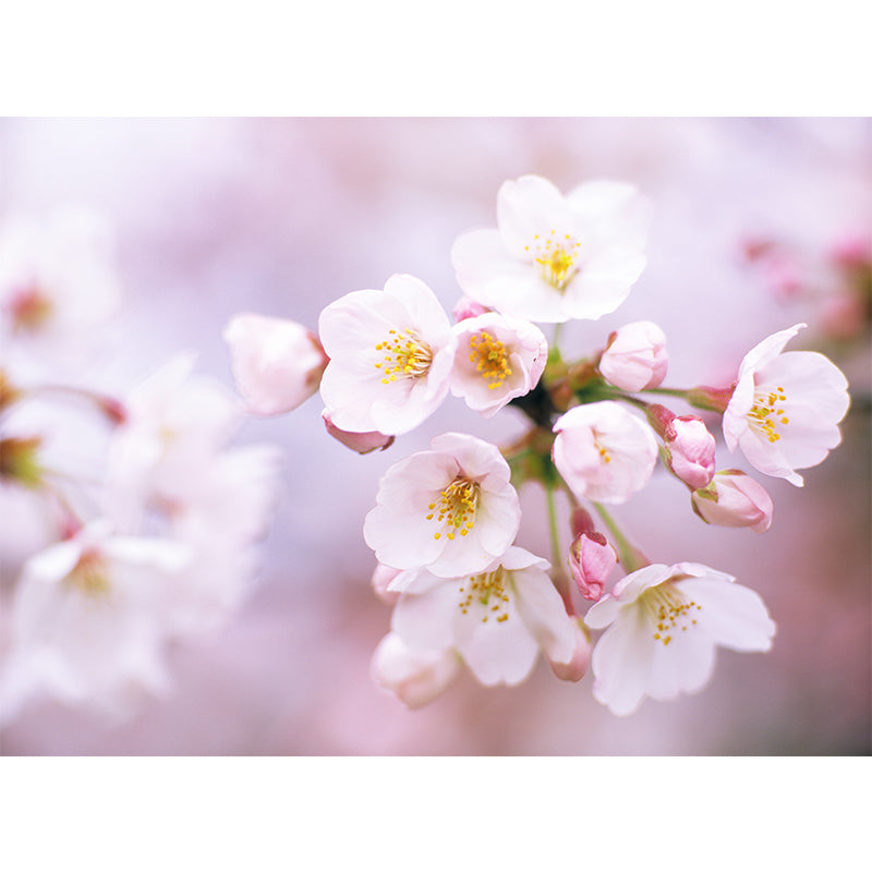 Huge Cherry Wall Mural for Bedroom Floral Print Wall Art in White for Home Decor