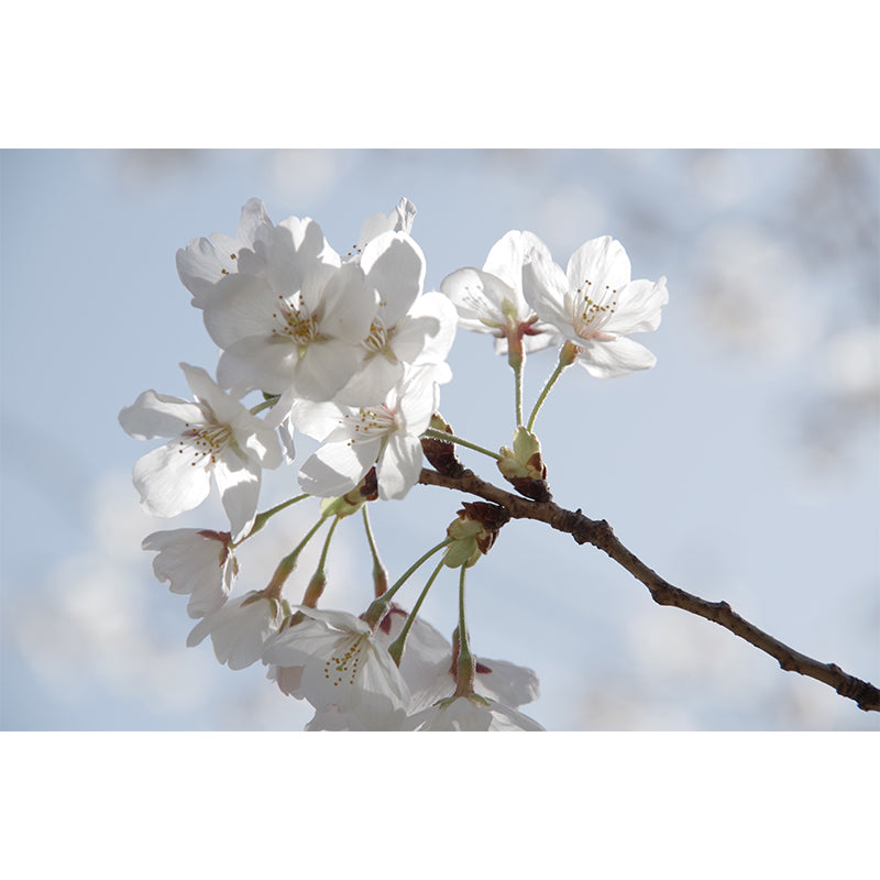 White Blossom Mural Wallpaper Moisture Resistant Modern Living Room Wall Covering