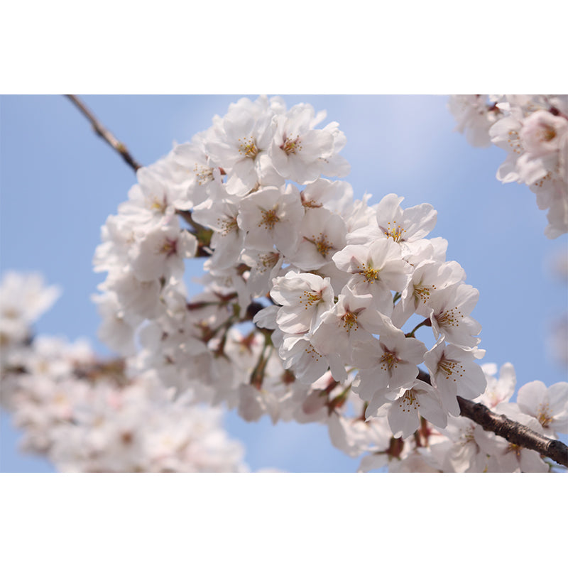 Cherry Mural Wallpaper Modern Decorative Bedroom Wall Covering, Custom Size Available