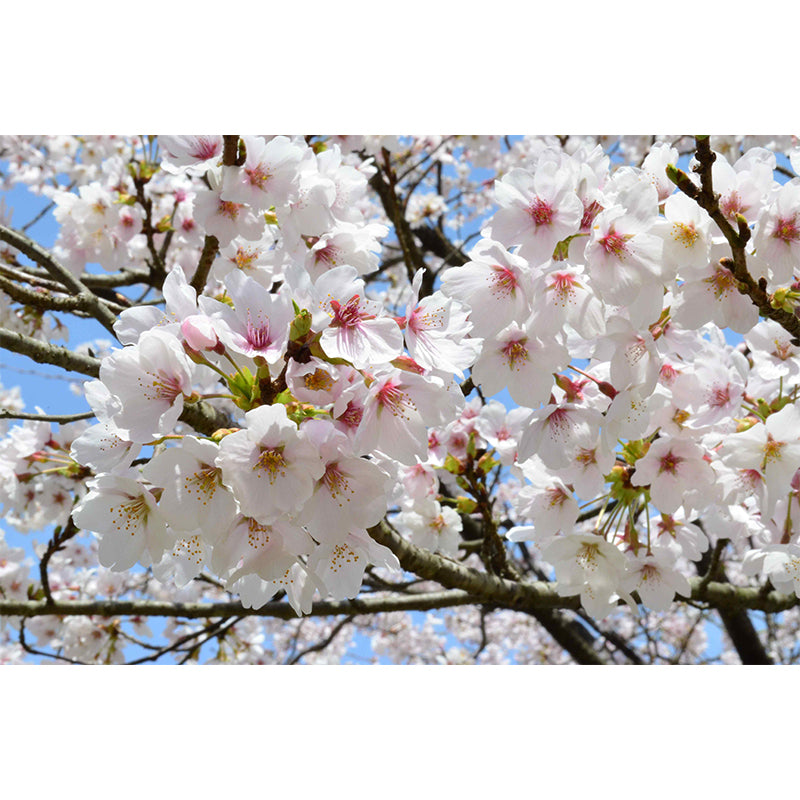 Moisture Resistant Cherry Wall Mural Non-Woven Modern Wall Decor for Dining Room