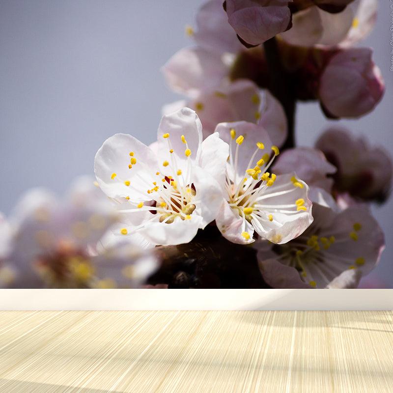 White Cherry Blossom Mural Wallpaper Moisture Resistant Wall Covering for Adults Room