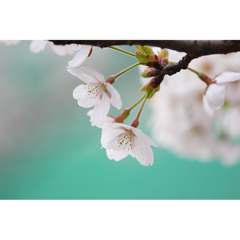 Moisture Resistant Floral Mural Decal Customized Contemporary Wall Art for Kitchen