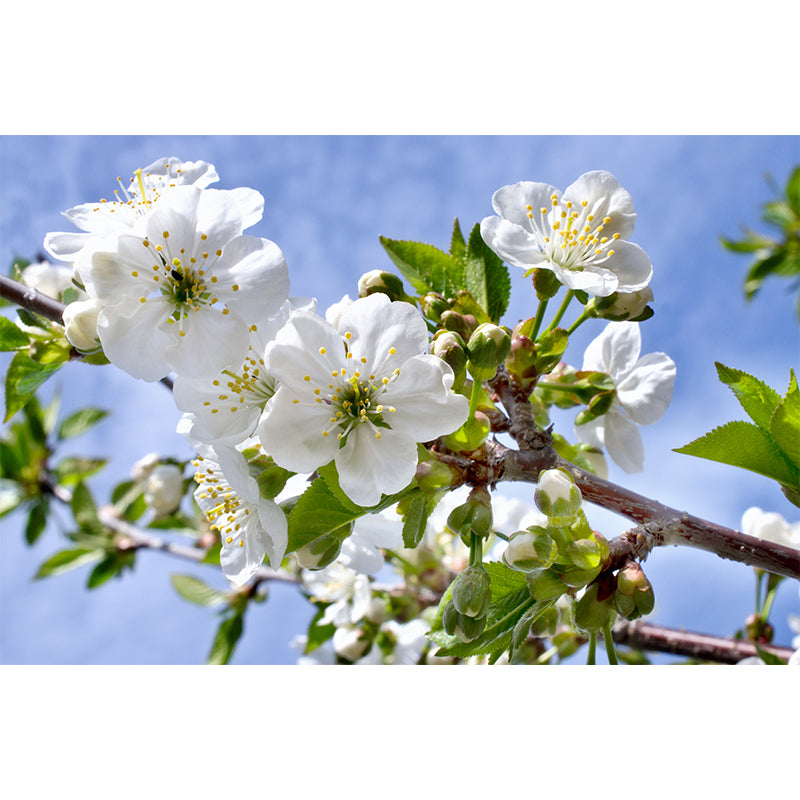 Modern Blossom Mural Decal Non-Woven Texture Waterproofing White Wall Art for Indoor