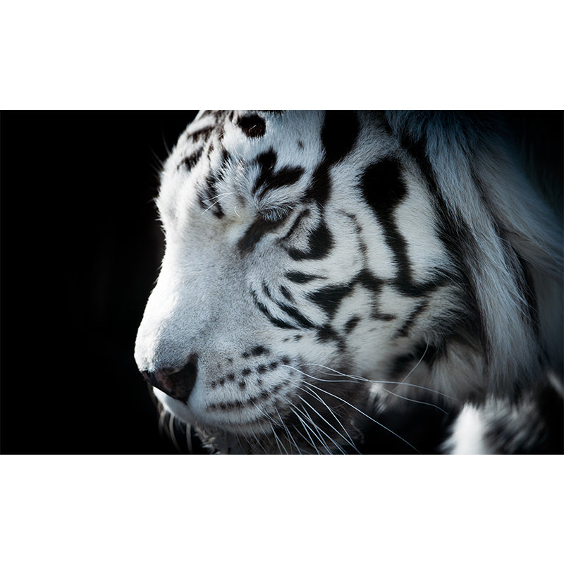 Contemporary Tame Asian Tiger Mural Wallpaper Black Nature Animals Wall Covering