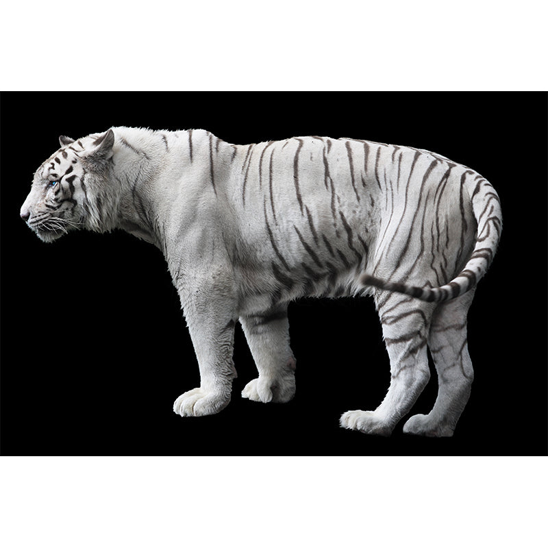 Tiger Wall Mural Modern Decorative Living Room Wall Covering, Custom Size Available