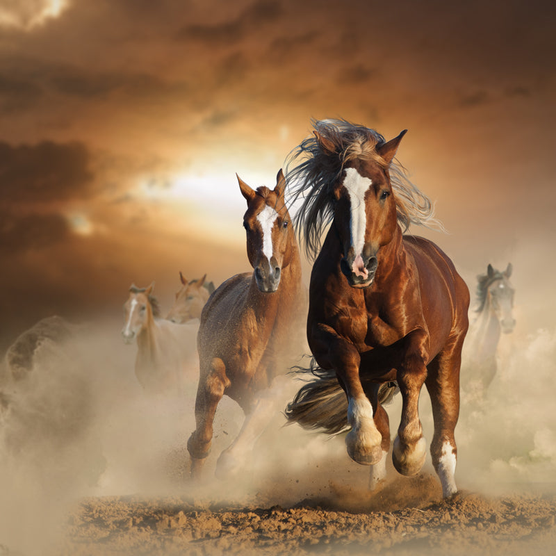 Large Tall Horse Mural Decal Contemporary Tameable Animals Wall Covering in Brown