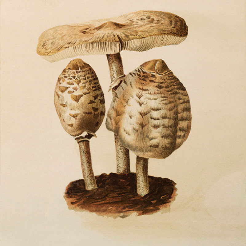 Big Button Mushroom Mural Wallpaper Decorative Contemporary Dining Room Wall Art