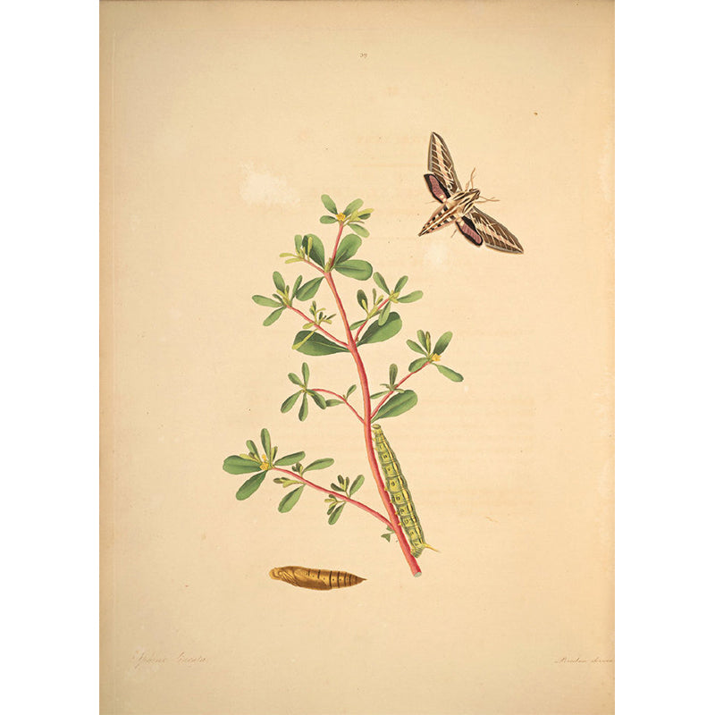 Extra Large Botanical Mural Beige Non-Woven Wall Art for Home Decor, Personalised