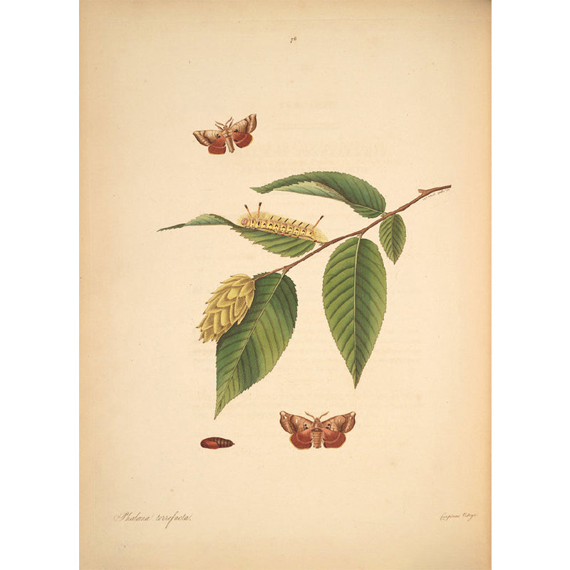 Beige Tree Branch Mural Wallpaper Botanical Contemporary Stain Resistant Wall Art