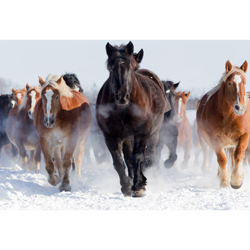 Horse Mural Wallpaper Dark Color Modern Style Wall Covering for Boys Room, Custom Size