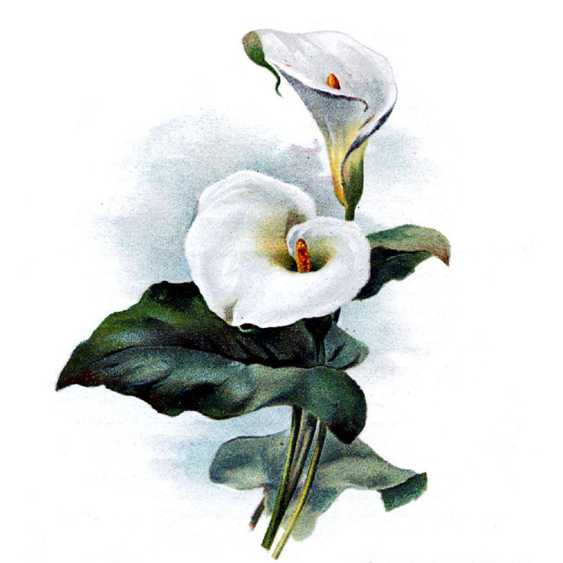 Illustration Style Flower Print Mural Giant Wall Covering for Dining Room, Custom