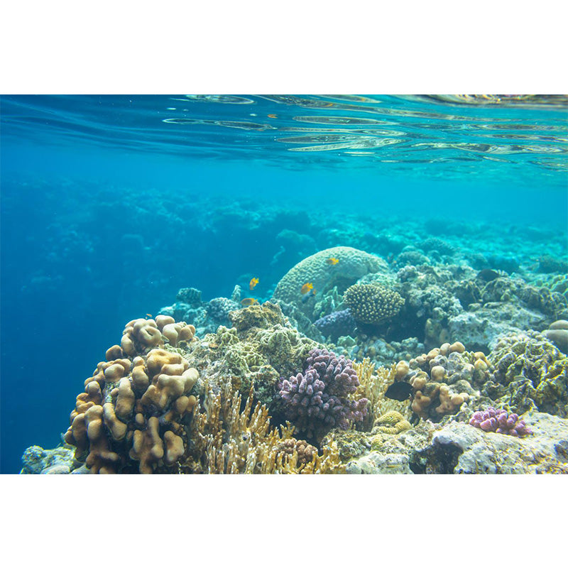 Bright Tropix Wall Paper Mural Large World Beneath the Ocean Surface Wall Decor for Room