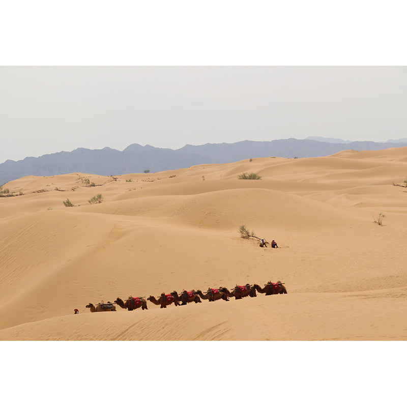 Nature Scenery Desert Mural Wallpaper Modern Non-Woven Wall Art for House Interior