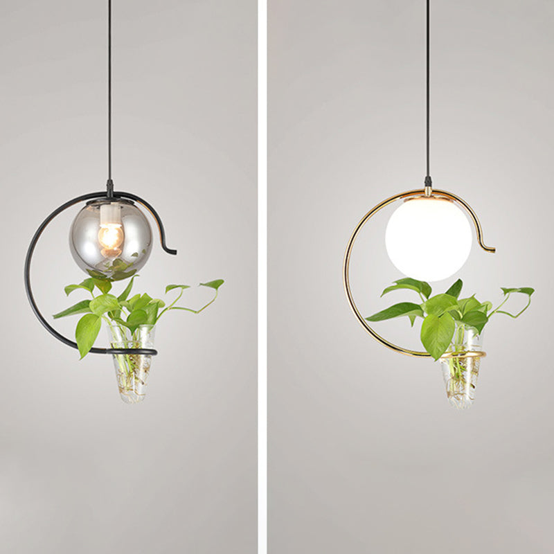 1 Light Hydroponics Botany Pendant Light moderne moderne Minimaliste en verre sphérique Salle de restauration
