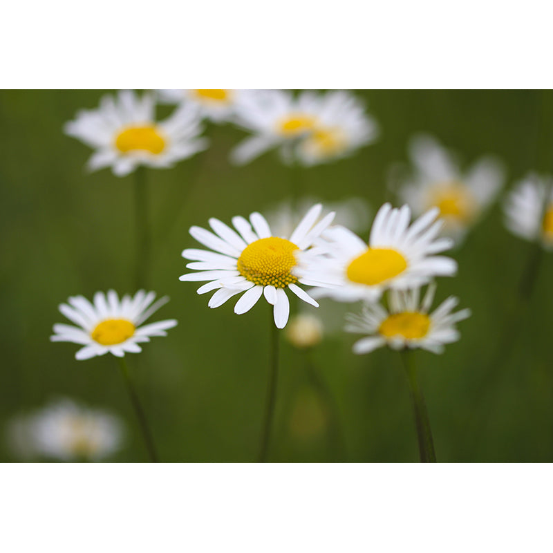 Contemporary Wall Mural for Bedroom Decor with Blossoming Flower Design