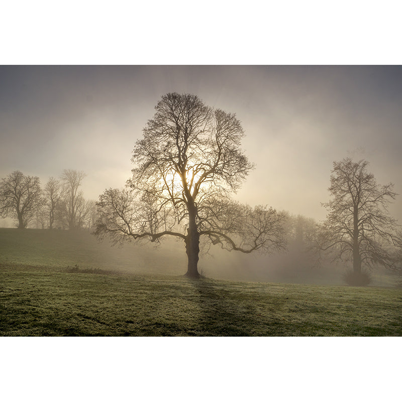 Deep Forest Wallpaper Murals Modern Waterproof Living Room Wall Covering