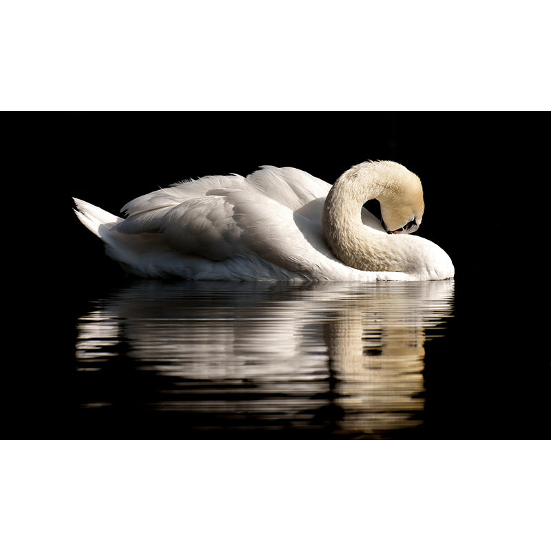 Photography Wall Mural Wild Animals Contemporary Wall Decor for Living Room