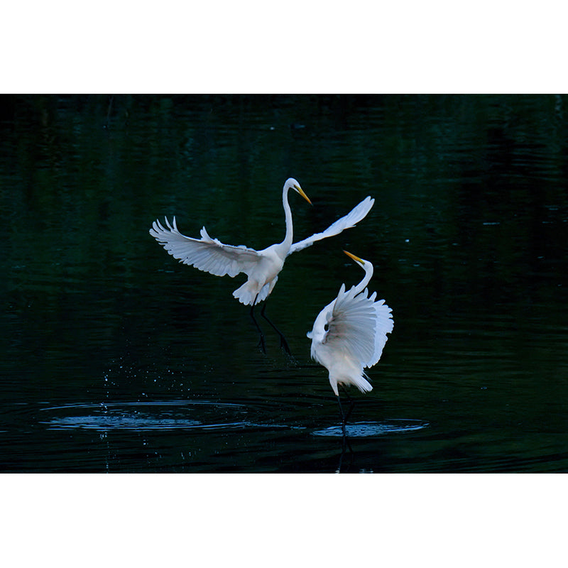 Mildew Resistant Modern Horizontal Mural Photography Wall Covering for Living Room