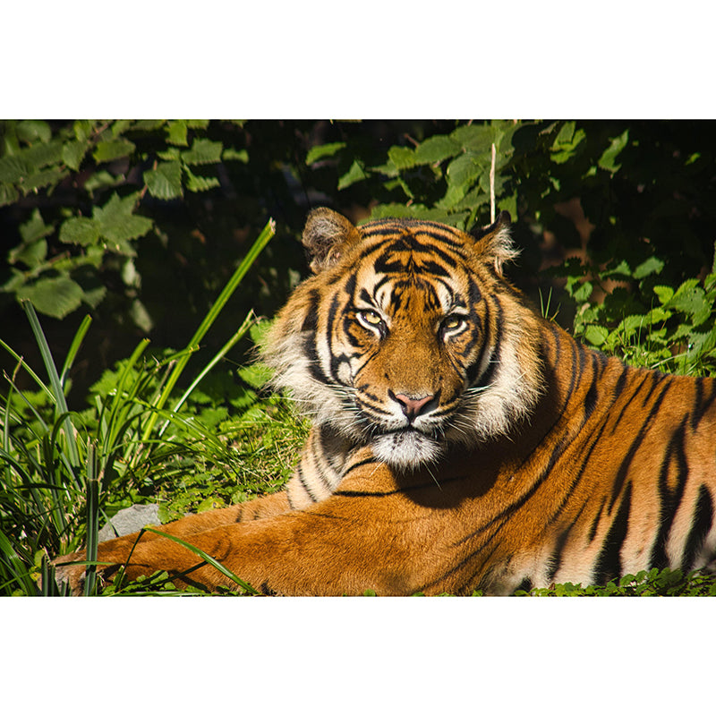 Photography Tropical Tiger Mural Wall Decor Eco-friendly Wall Art for Decoration