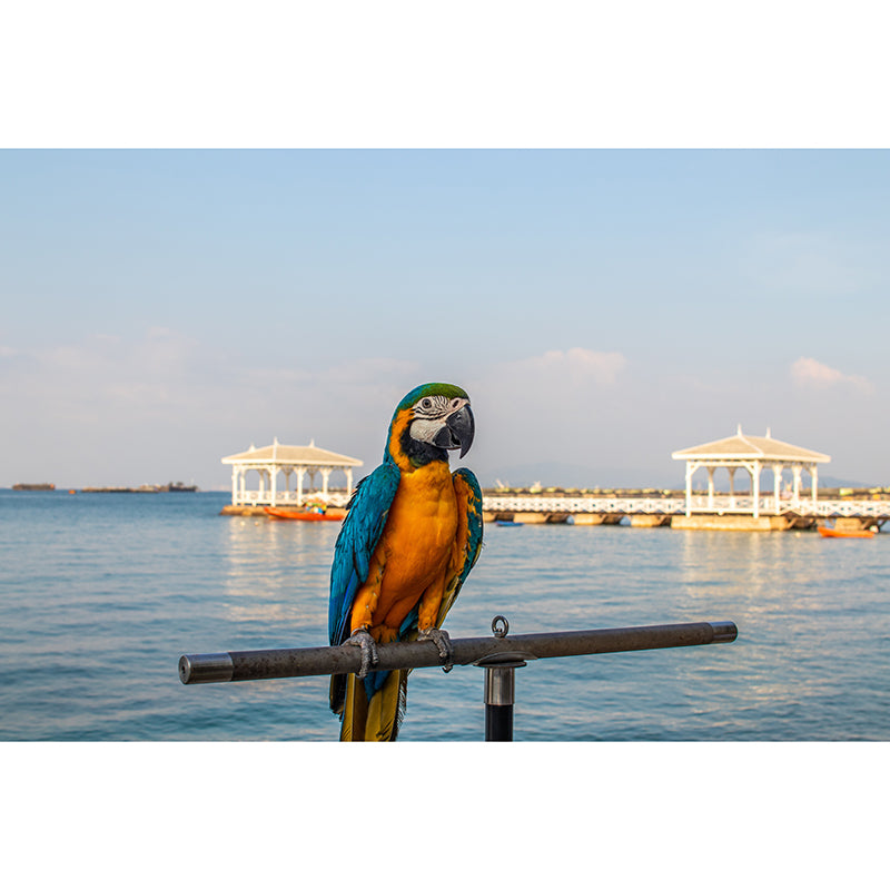 Tropical Cute Parrot Wall Covering for Exhibition Hall Decor, Made to Measure