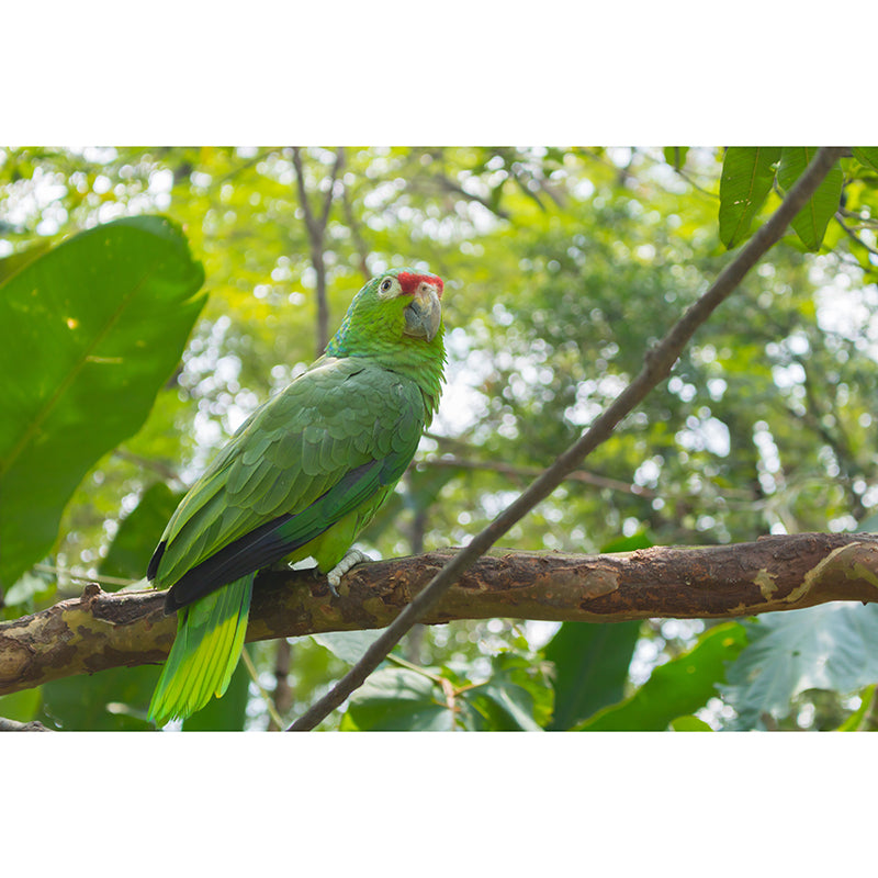 Tropical Animal Parrot Wall Mural Decal Indoor Room Decoration Wall Decor for Exhibition Hall