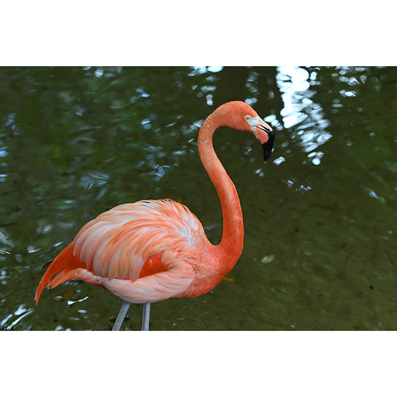 Tropical Style Flamingo Mural Wallpaper for Home Decor Wall Art for Bedroom