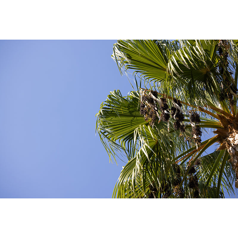 Large Tropical Scenery with Palm Trees Contemporary Decorating Wall Art, Waterproof