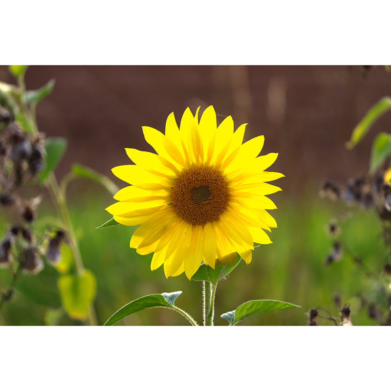 Yellow Blossoming Sunflower Wall Covering for Home Decor Stain Resistant