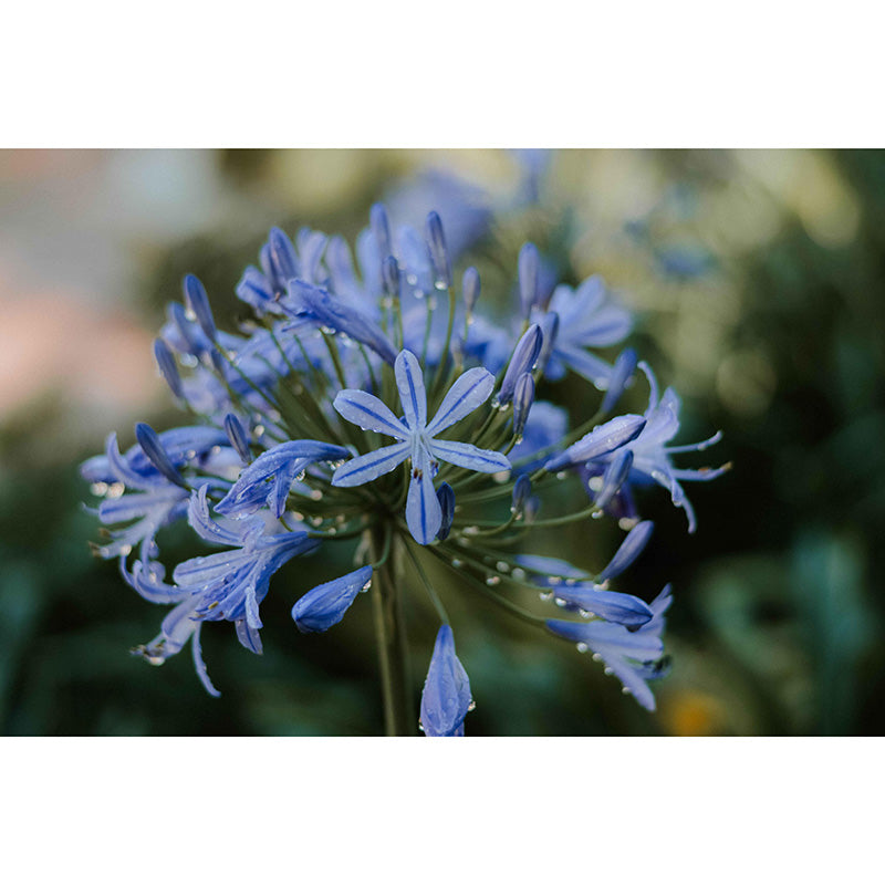 Modern Beautiful Lily Wall Mural Stain Resistant Wall Art for Living Room