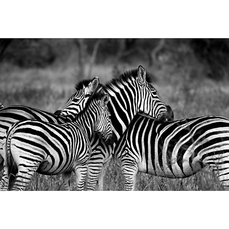 Contemporary Zebra Wall Mural Black and White Decorative Wall Covering for Living Room
