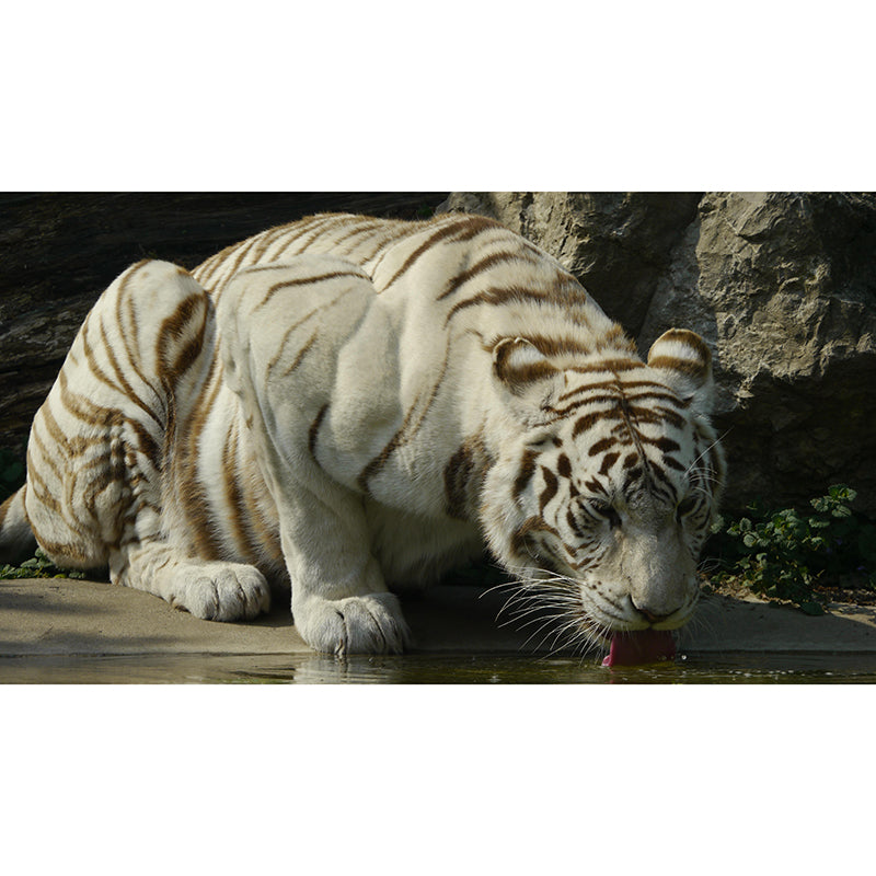 Photography Modern White Tiger Mural Mildew Resistant Dining Room Wall Decor