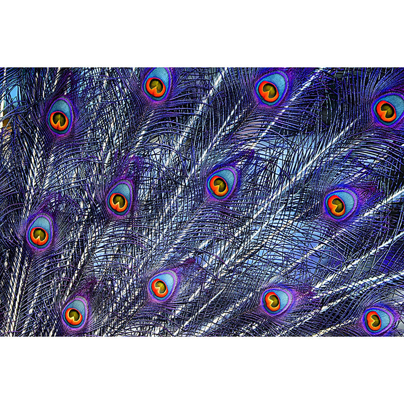 Peacock Feather Wallpaper Mural Tropical Style Girls Room Mural for Wall Decor