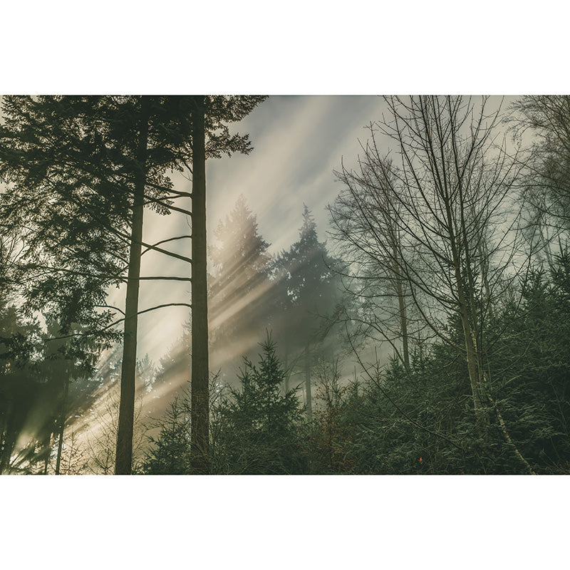 Natural Decorative Green Forest Wall Mural Sitting Room Gust Room Wall Covering