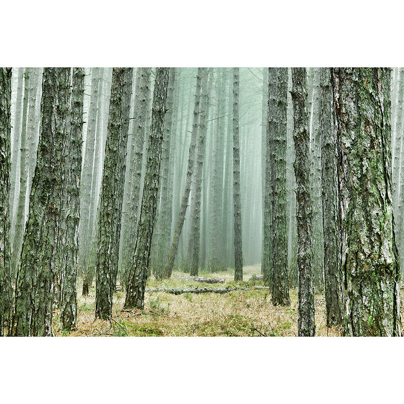 Modern Minimalist Forest Mural Wallpaper Living Room Murals Personalized Size