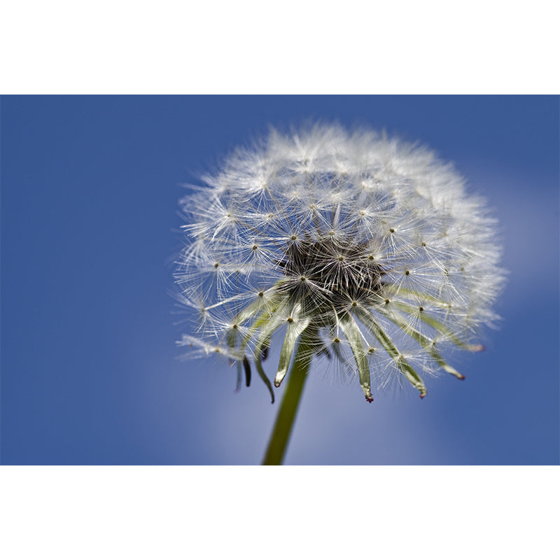 Dandelion Plant Mural Wallpaper for Living Room Decor, Custom Size Available
