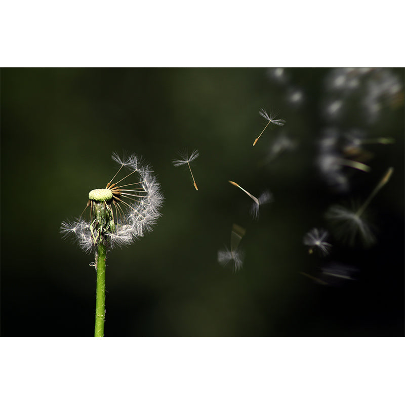 Dandelion Plant Mural Wallpaper Water-Resistant Wall Covring for Bedroom Decoration