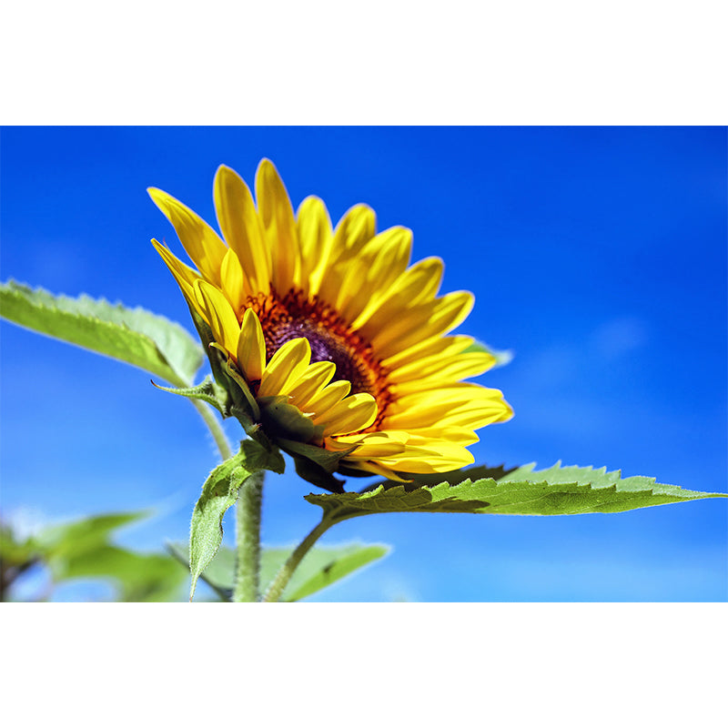 Yellow Blooming Sunflower Mural for Living Room Decoration, Made to Measure