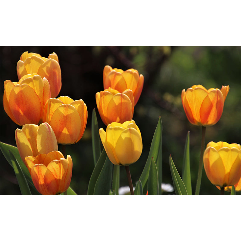 Kleurrijk Tulp Bloem Muurschildering Behang Minimalistisch Muurdecor, Aangepaste Grootte Beschikbaar