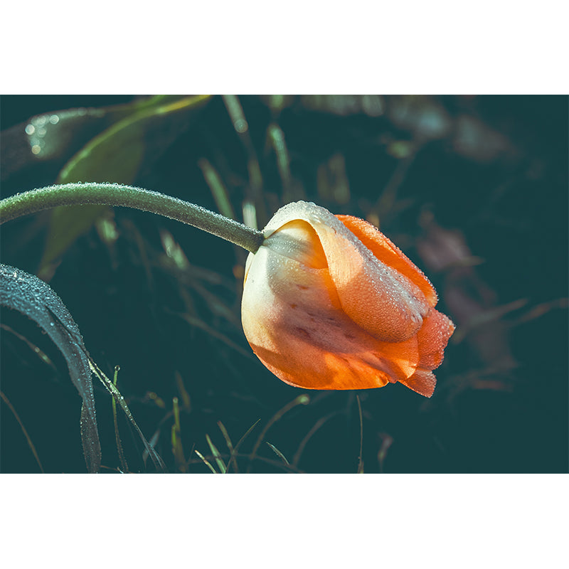 Home Decor Flower Customized Contemporary Wall Covering for Gust Room Bedroom