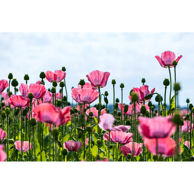 Full Size Photography Modern Mural Decal with Blossoming Poppy for Living Room
