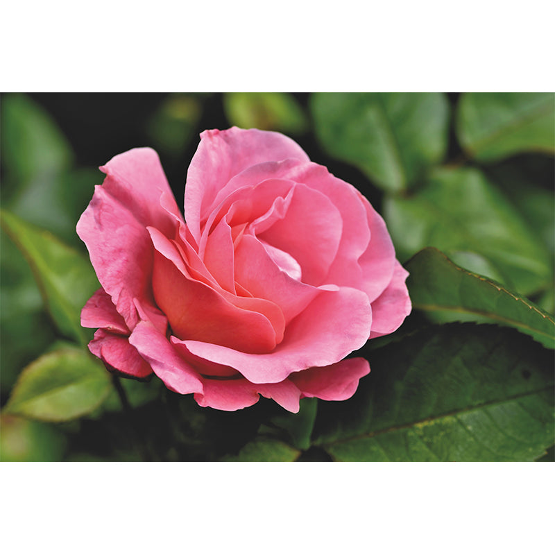 Contemporary Rose Flower Wall Mural Stain Resistant Wall Art for Living Room