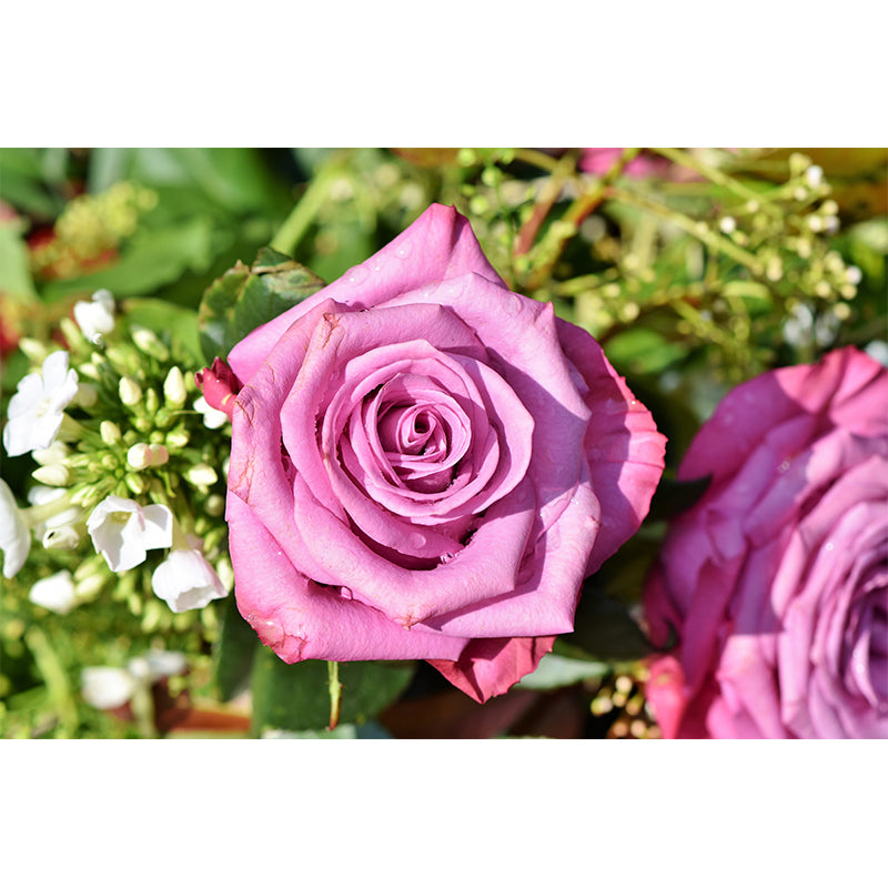 Blooming Rose Wall Mural Decal for Home Decoration Washable, Made to Measure