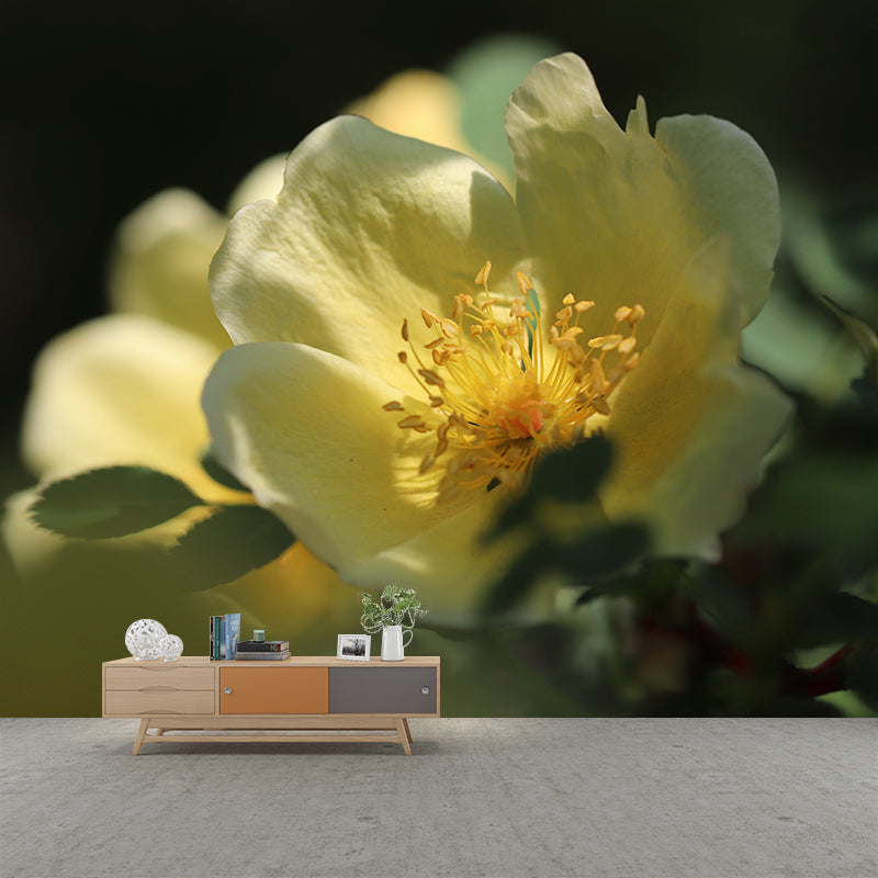 Blooming Rose Wall Mural Decal for Home Decoration Washable, Made to Measure