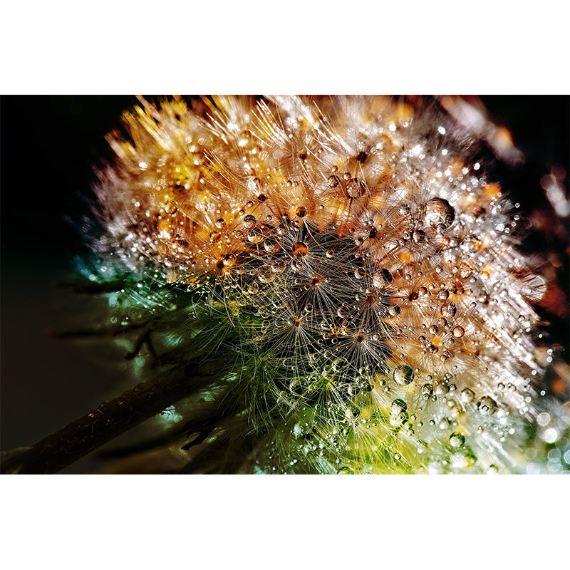 Photographie contemporaine, pissenlit en fleurs, peinture murale, couleur douce, pour la décoration de la maison