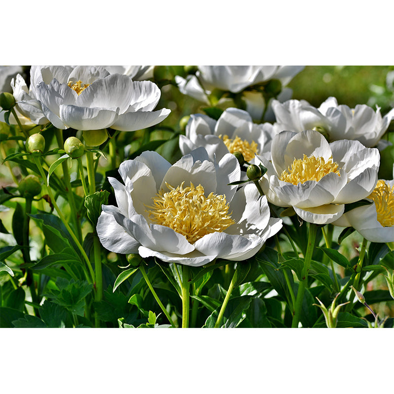 Full Size Photography Modern Mural Decal with Blossoming Peony for Living Room