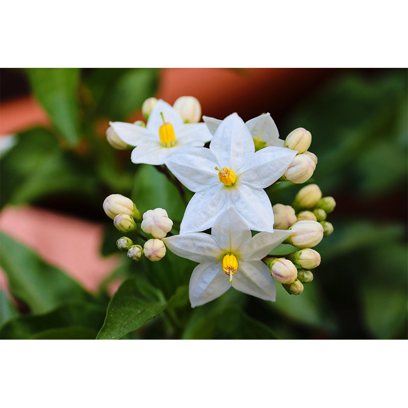 Photography Blossoming Jasmine Mural Decal Mildew Resistant Whole Wall Decor for Girls Room