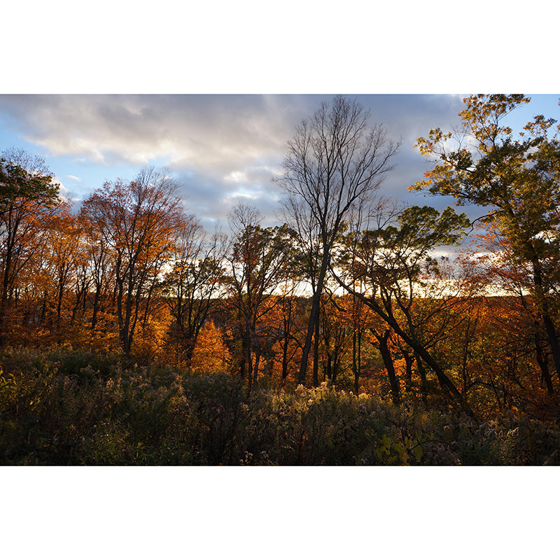 Soft Color Maple Pattern Mural Moisture Resistant Modern Style Bedroom Wall Art